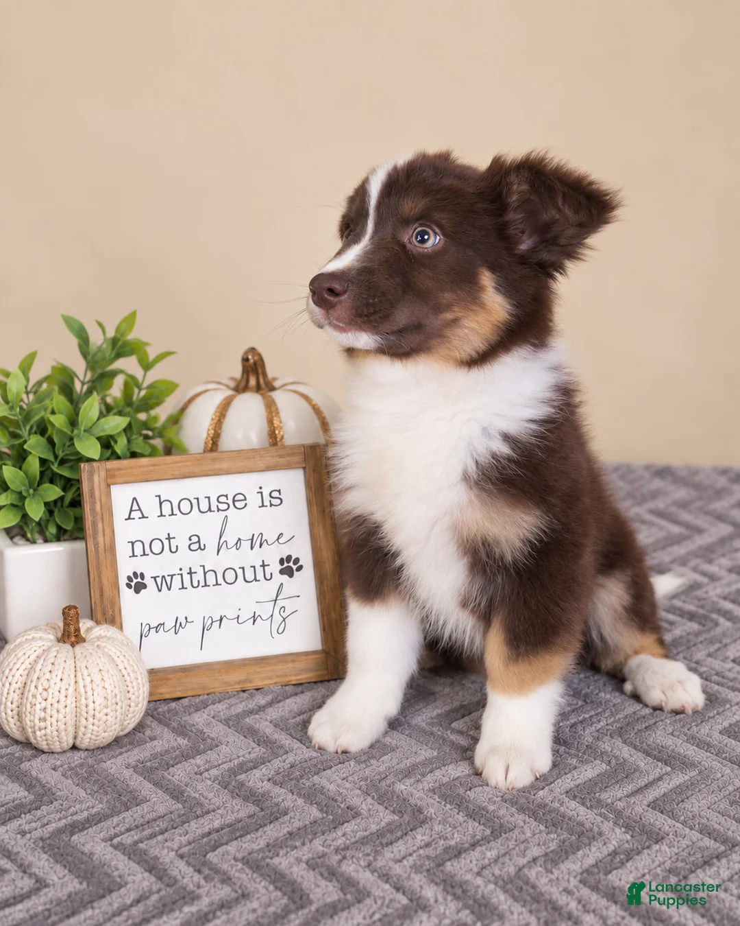 Australian Shepherd dogs for sale: Oakley - Ad 3