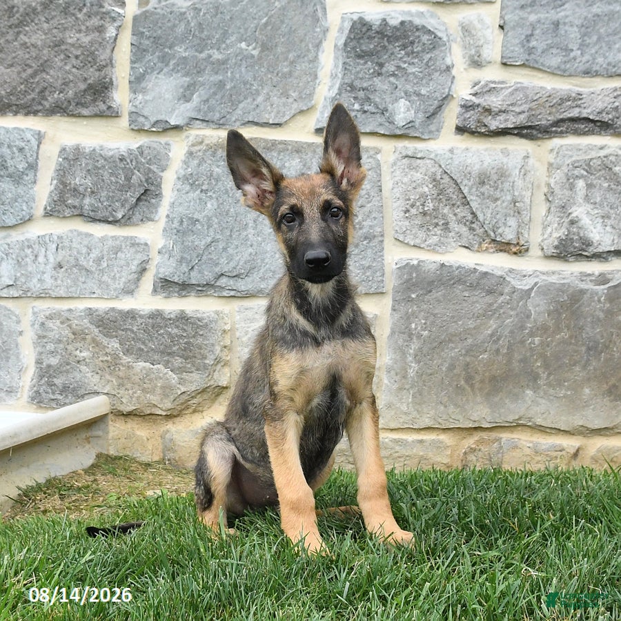 German Shepherd dogs Tinker - Ad 1