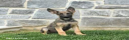German Shepherd dogs for sale: Tinker - Ad 1