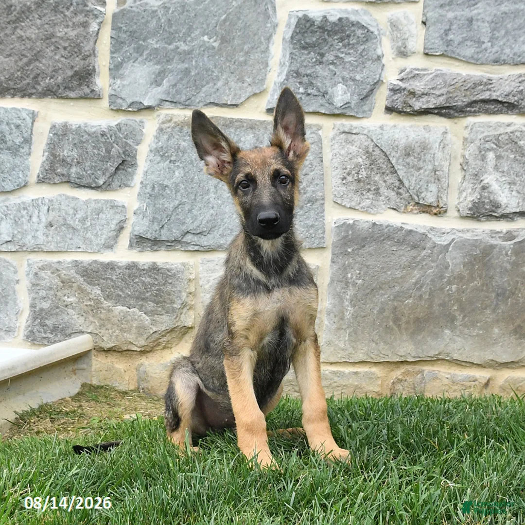 German Shepherd dogs for sale: Tinker - Ad 1
