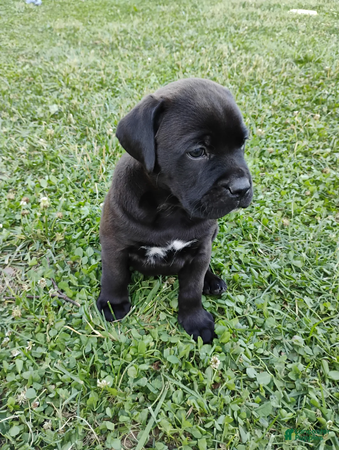 Mixed Breed dogs for sale: Lewis - Ad 2