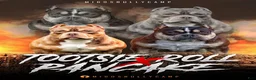 American Bully dogs for sale: MISS LIL SASSY - Ad 7