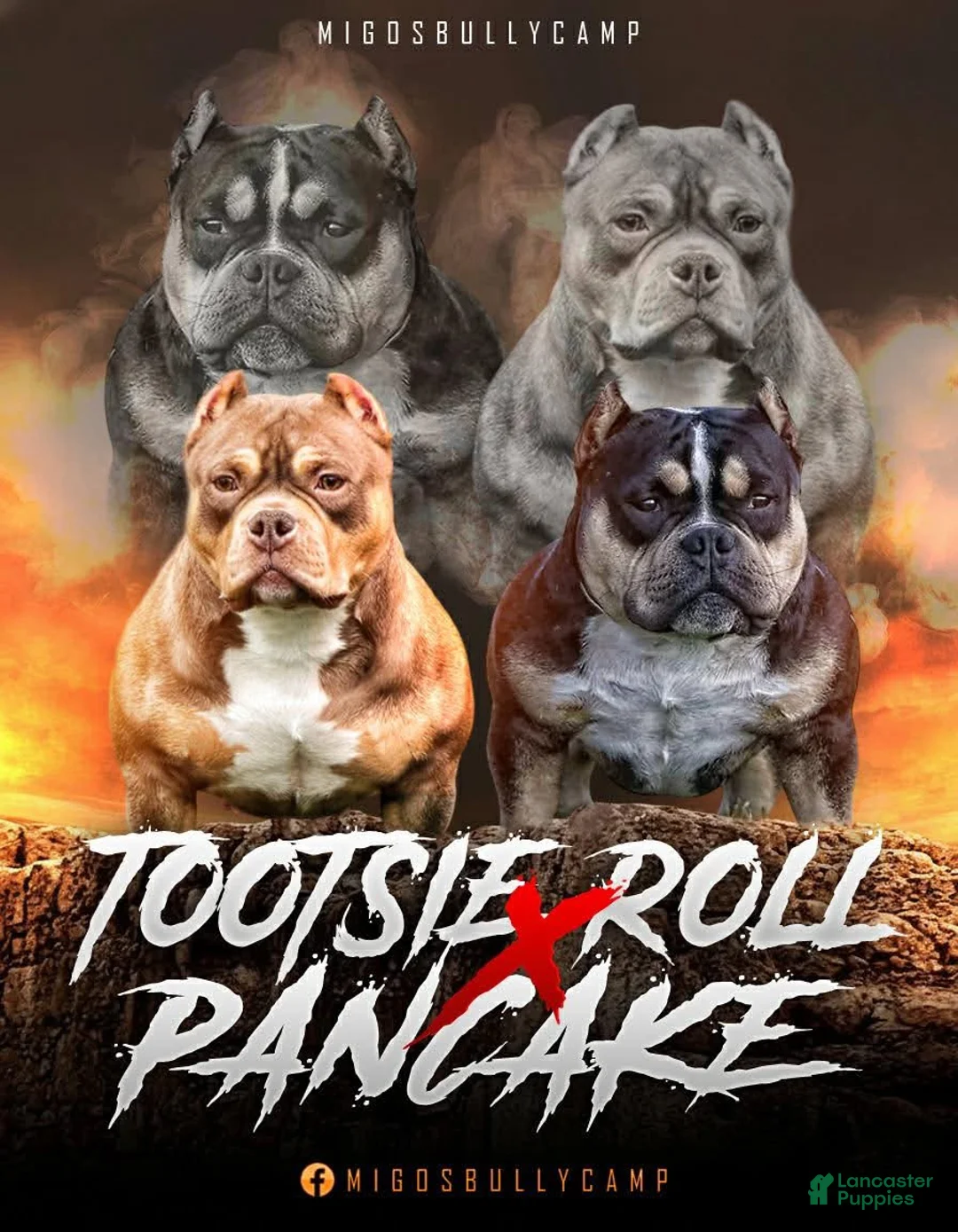 American Bully dogs for sale: MISS LIL SASSY - Ad 7