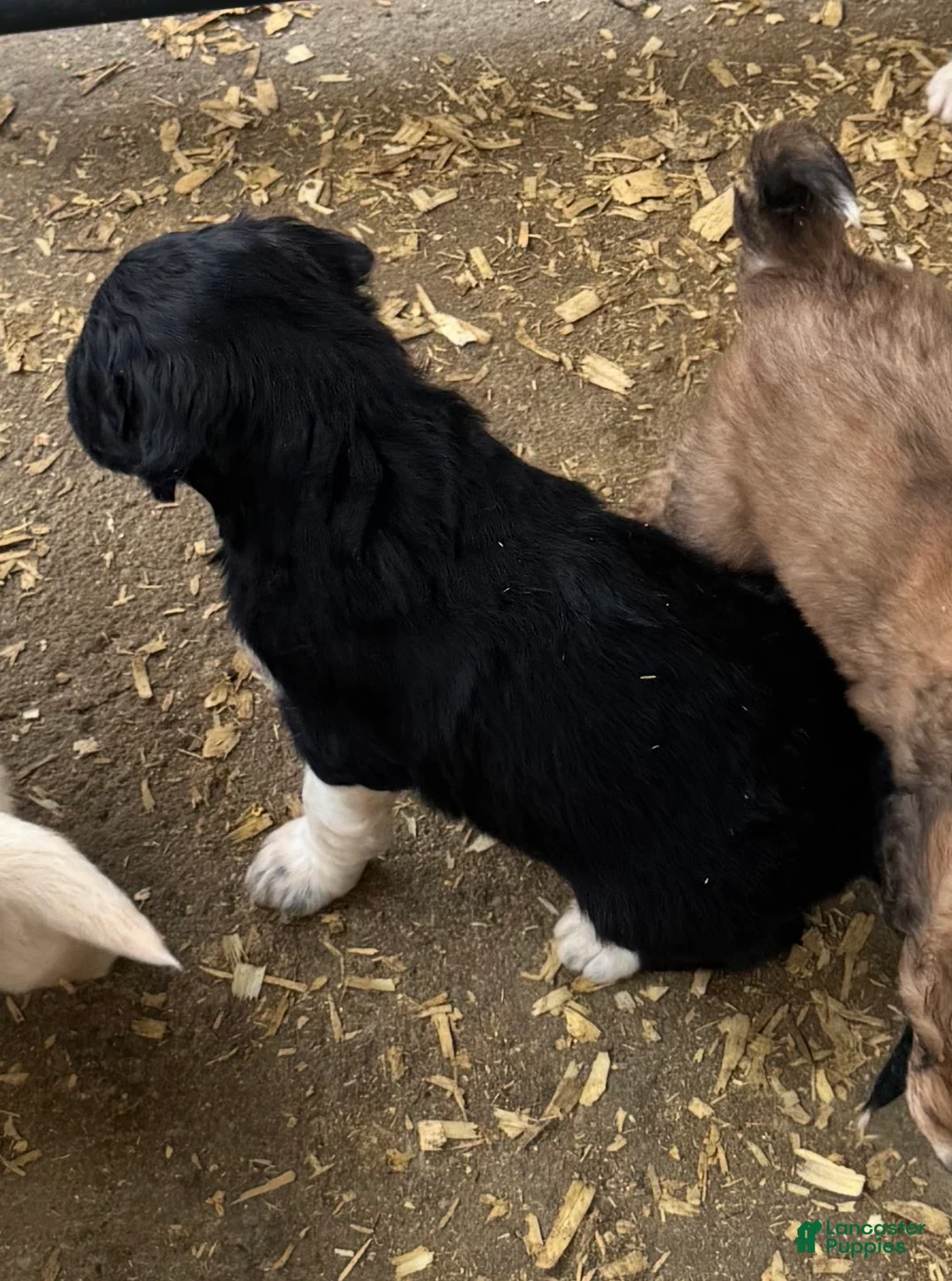 Aussiedoodle dogs for sale: Aussiedoodle Puppy 2 - Ad 7
