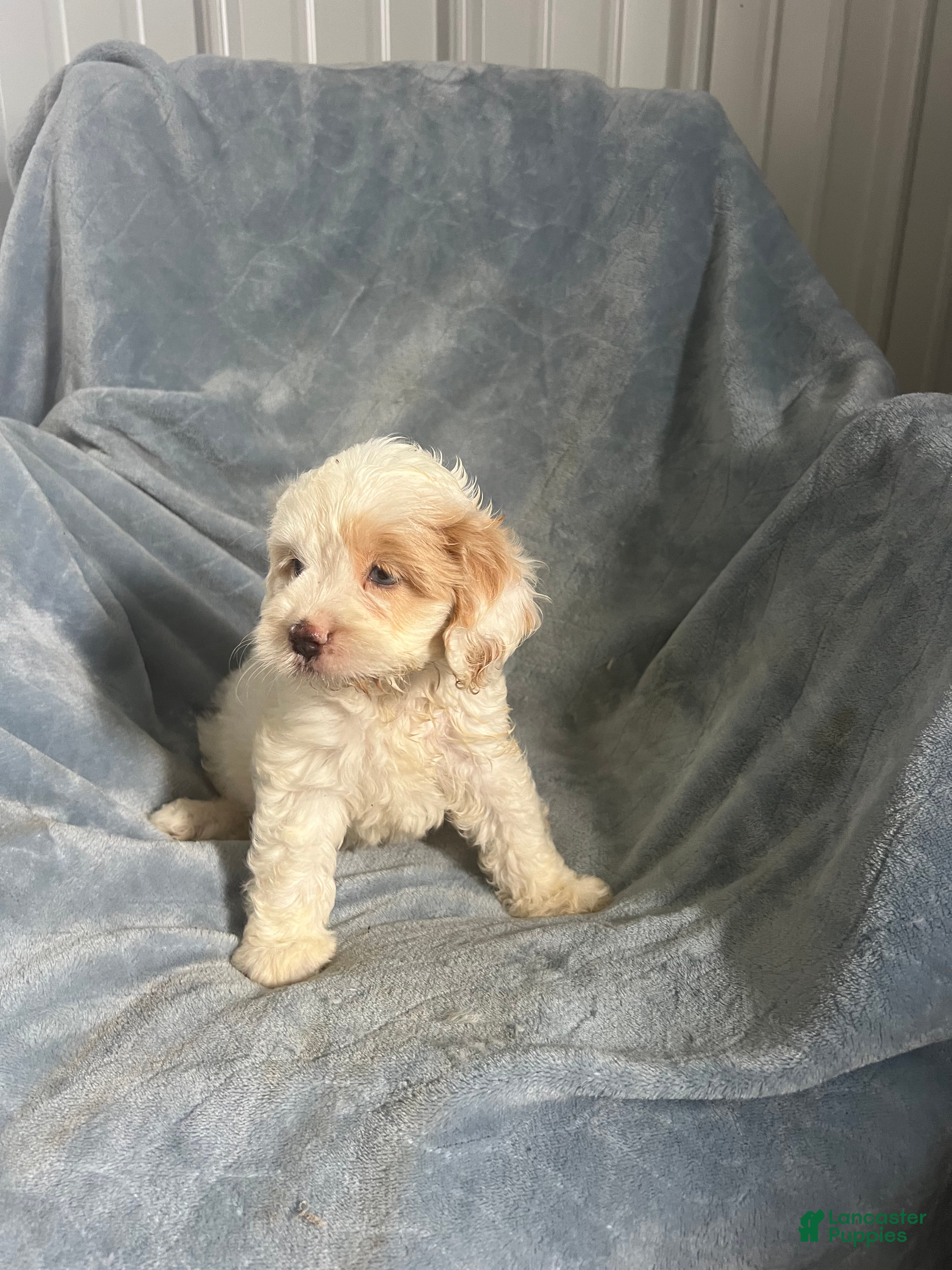 Cavapoo dogs Scotty Boy-Cavapoo  - Ad 2