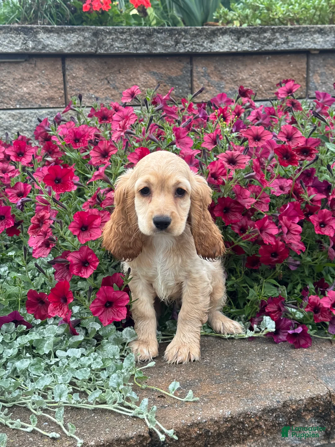 Cocker Spaniel dogs for sale: Coco - Ad 2