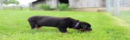 Rottweiler dogs for sale: Roxy - Ad 13