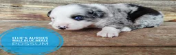 Miniature Australian Shepherd dogs for sale: Possum  - Ad 5