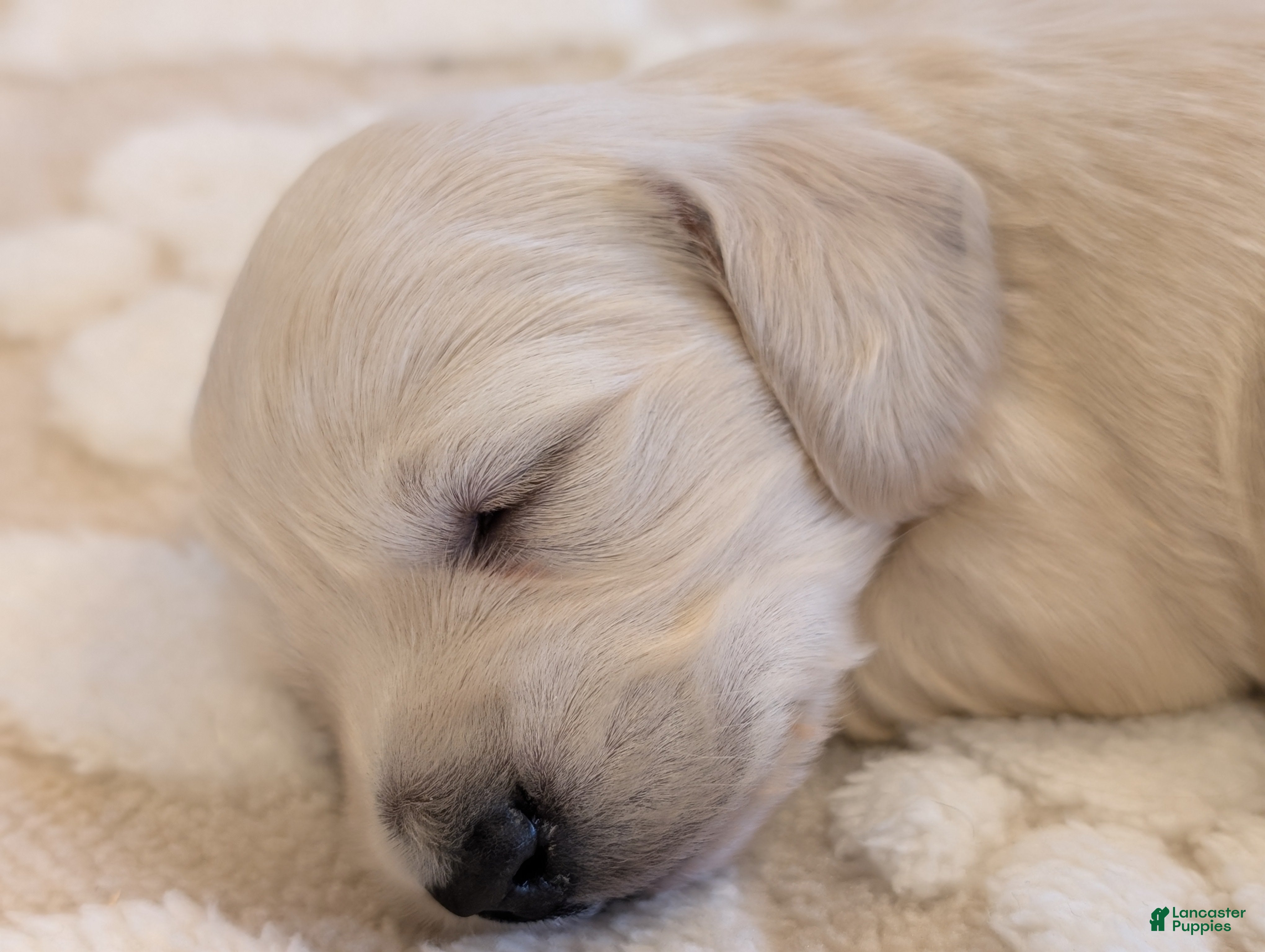 Miniature Dachshund dogs Miniature Dachshund Puppy 3 - Ad 14