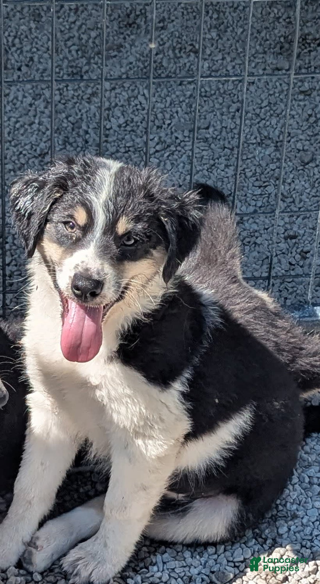 Australian Shepherd dogs for sale: Puppy Male - Ad 2