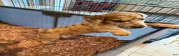 Great Dane dogs for sale: Great Dane 1 - Ad 2