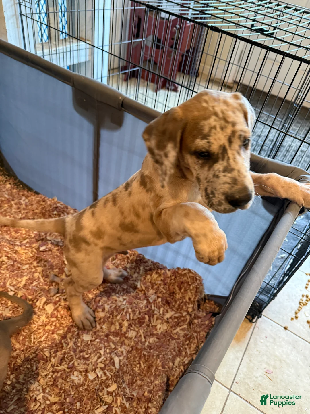 Great Dane dogs for sale: Great Dane 1 - Ad 2