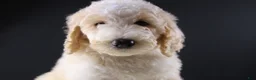 Standard Poodle dogs for sale: Waylon J - Ad 1