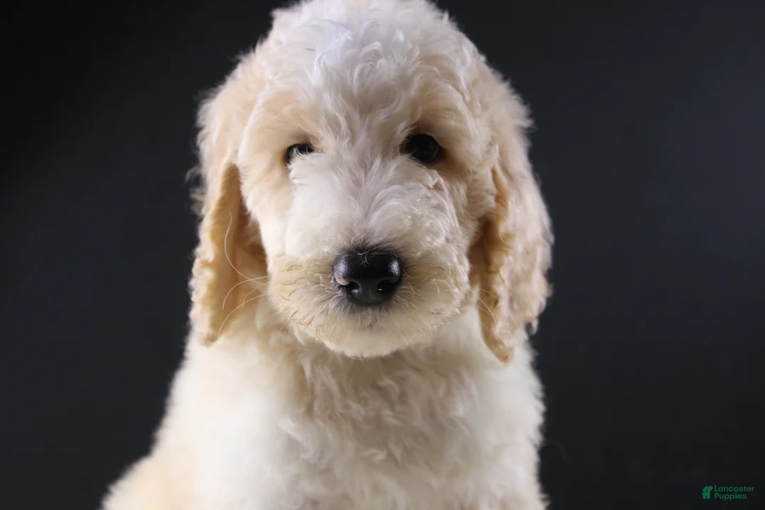 Standard Poodle dogs for sale: Waylon J - Ad 1