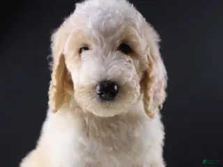 Standard Poodle dogs Waylon J - Ad 6