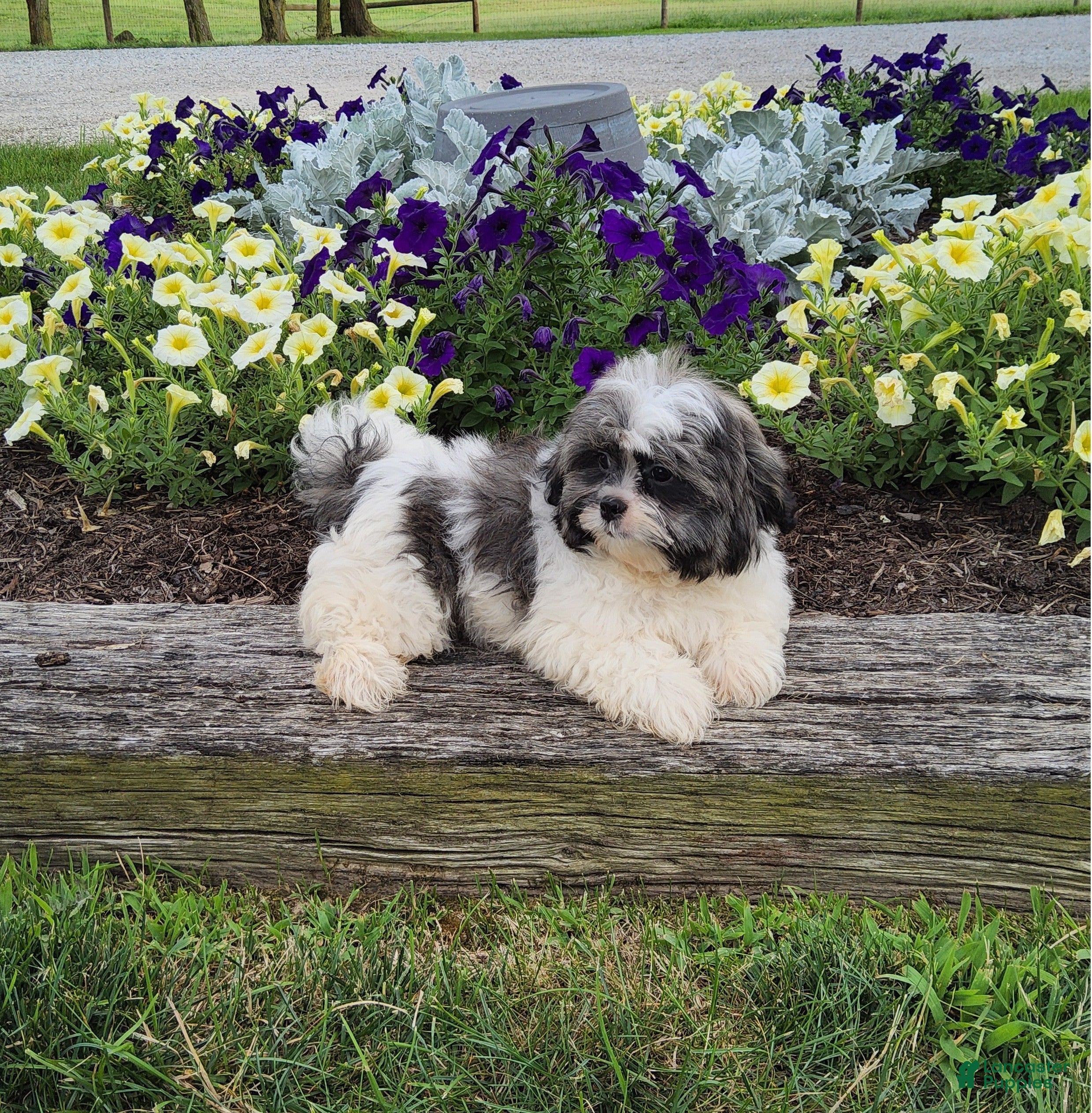 Shih Tzu dogs Shih Tzu 1 - Ad 2