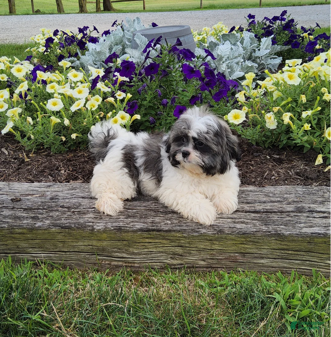 Shih Tzu dogs for sale: Jasper - Ad 2