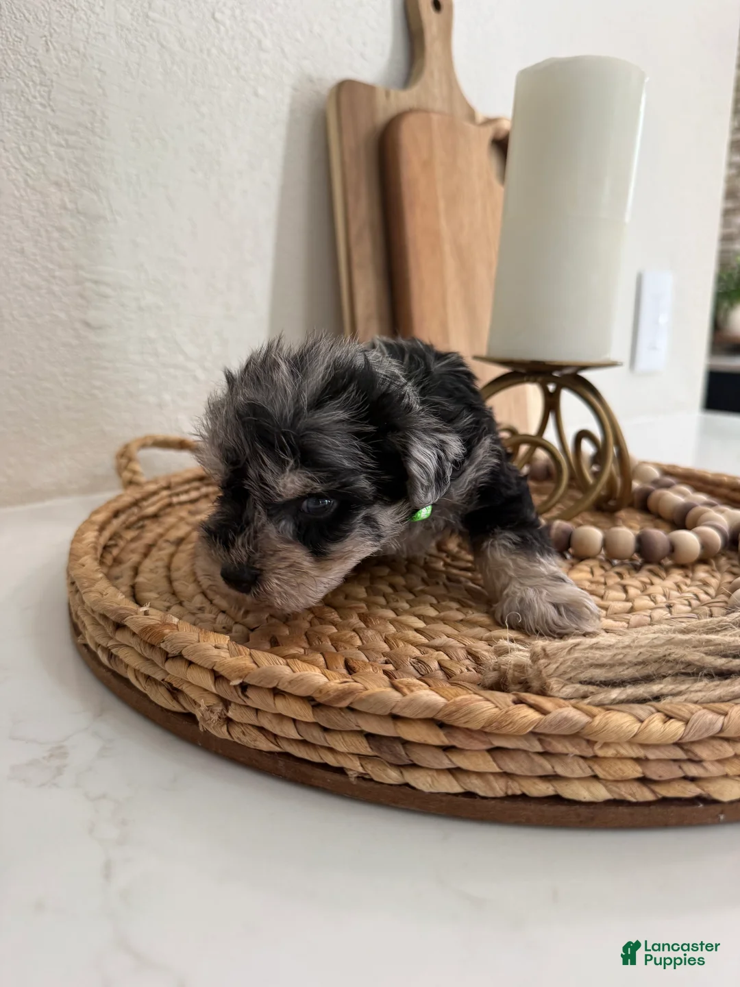 Miniature Schnauzer dogs for sale: Kiwi - Ad 1