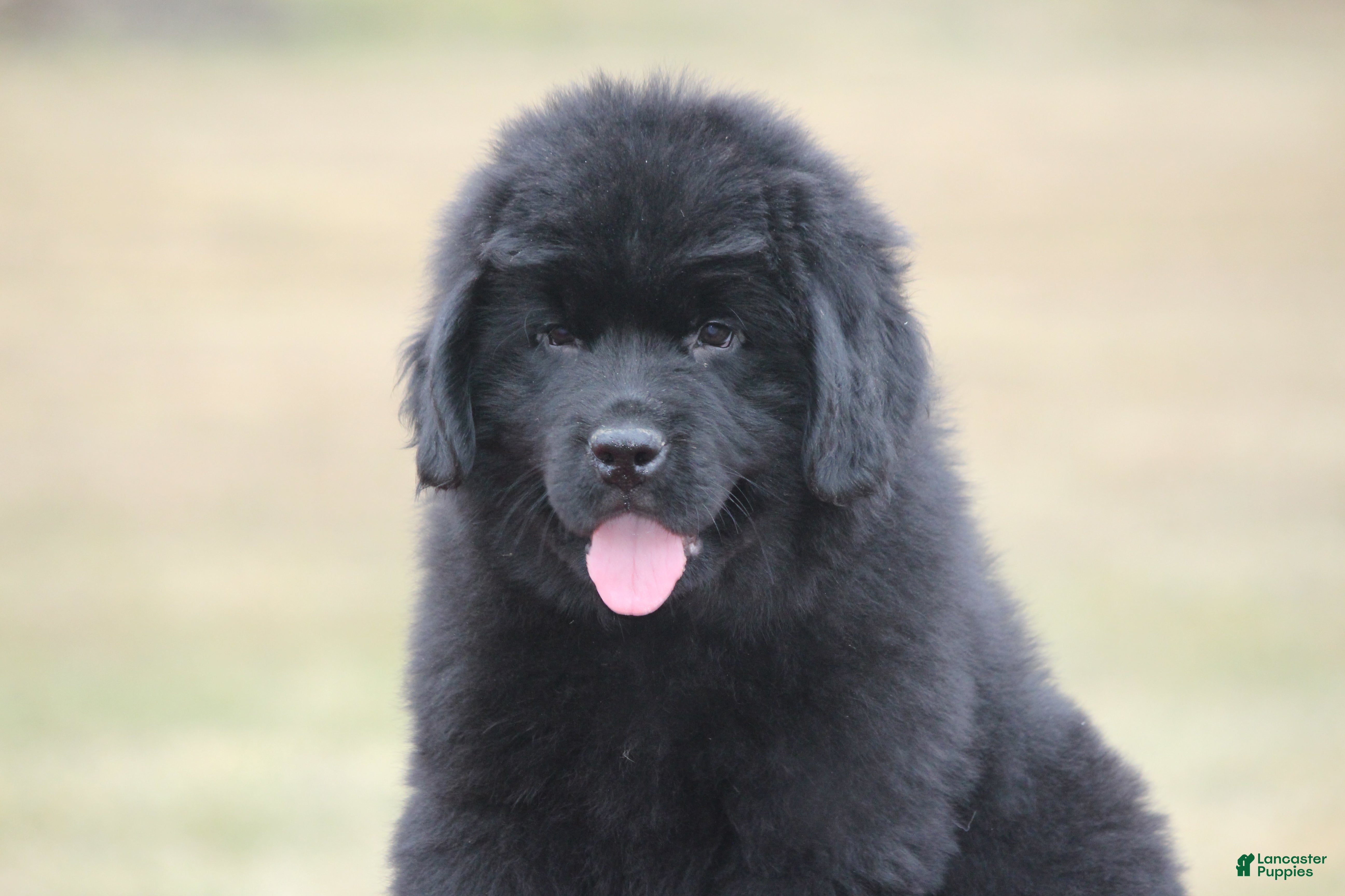 Newfoundland dogs Theo - Ad 5