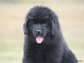Newfoundland dogs Theo - Ad 2
