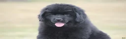 Newfoundland dogs for sale: Theo - Ad 9