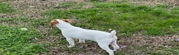 Jack Russell Terrier dogs for sale: Jack Russell Terrier Boy 1 - Ad 2