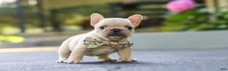 French Bulldog dogs for sale: Kyra - Ad 1