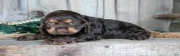 Cocker Spaniel dogs for sale: Archie - Ad 3