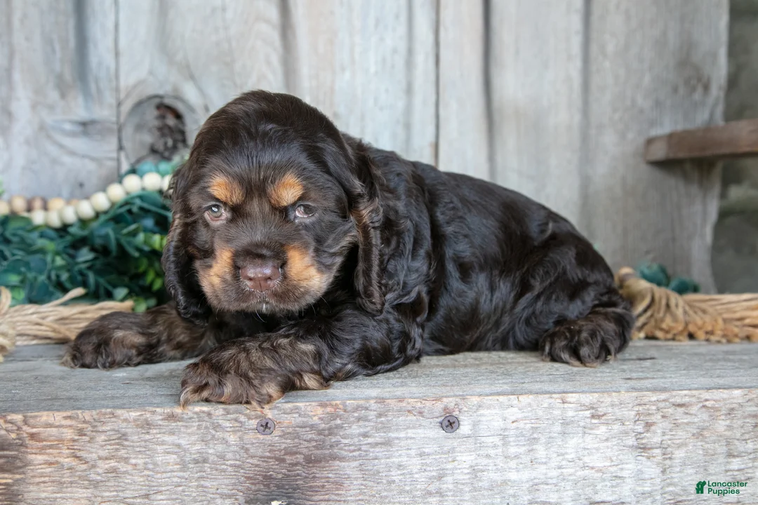 Cocker Spaniel dogs for sale: Archie - Ad 3
