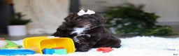 Portuguese Water Dog dogs for sale: Miley - Ad 8
