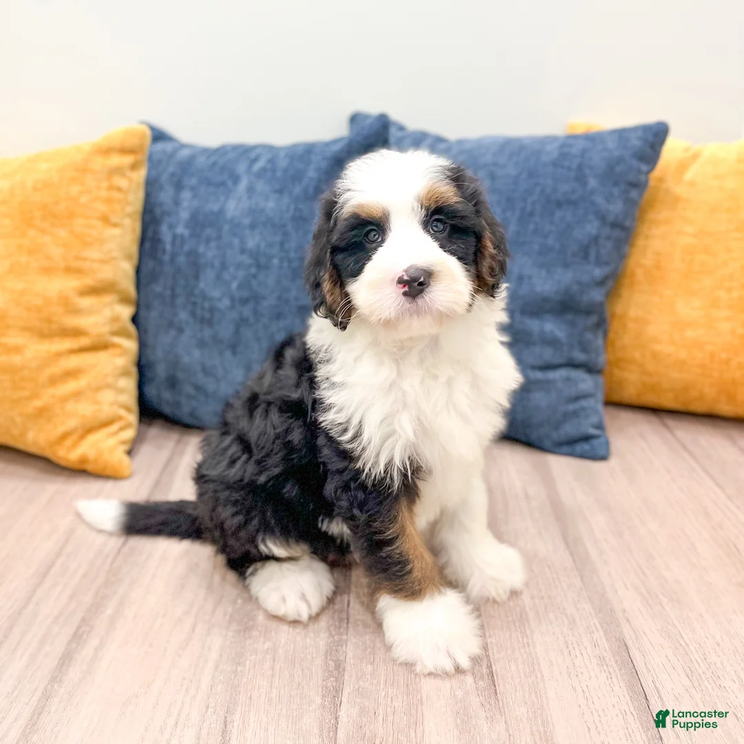 Bernedoodle dogs for sale: Buster - Ad 1