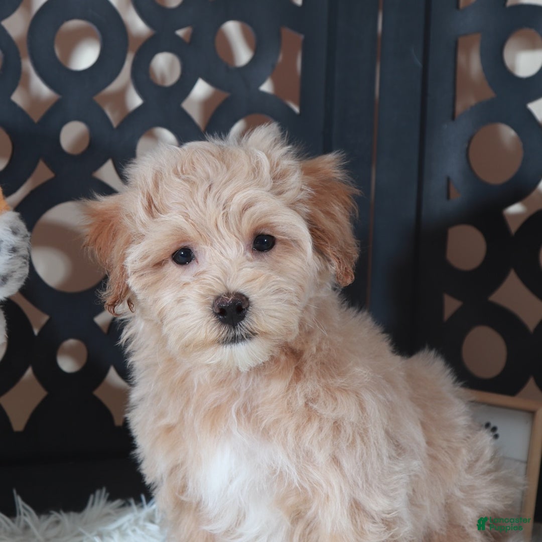 Maltipoo dogs for sale: Maltipoo Puppy Barry - Ad 1