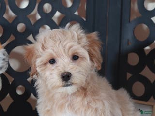 Maltipoo dogs Maltipoo Puppy Barry - Ad 35