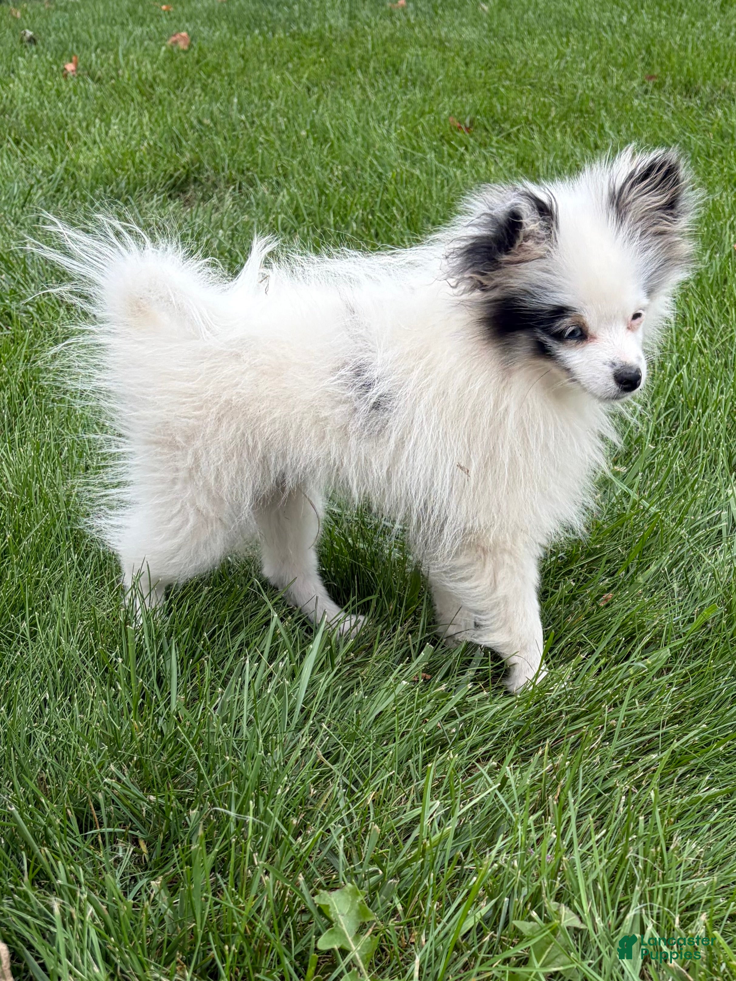 Pomeranian dogs Olaf - Ad 1