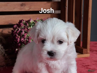 Teddy Bear dogs - Ad 16