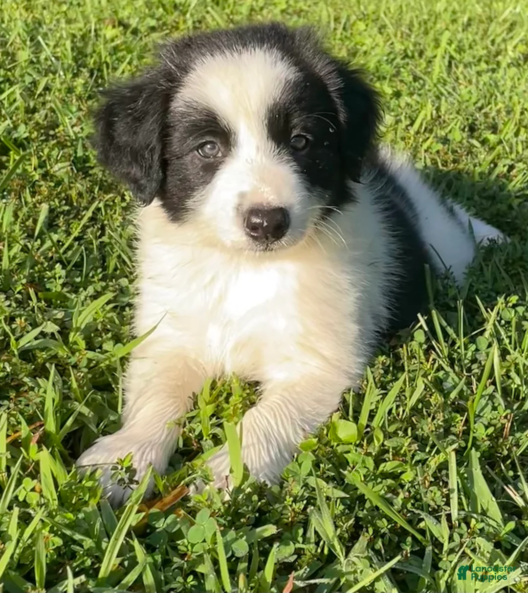 Mixed Breed dogs for sale: Huey - Ad 1
