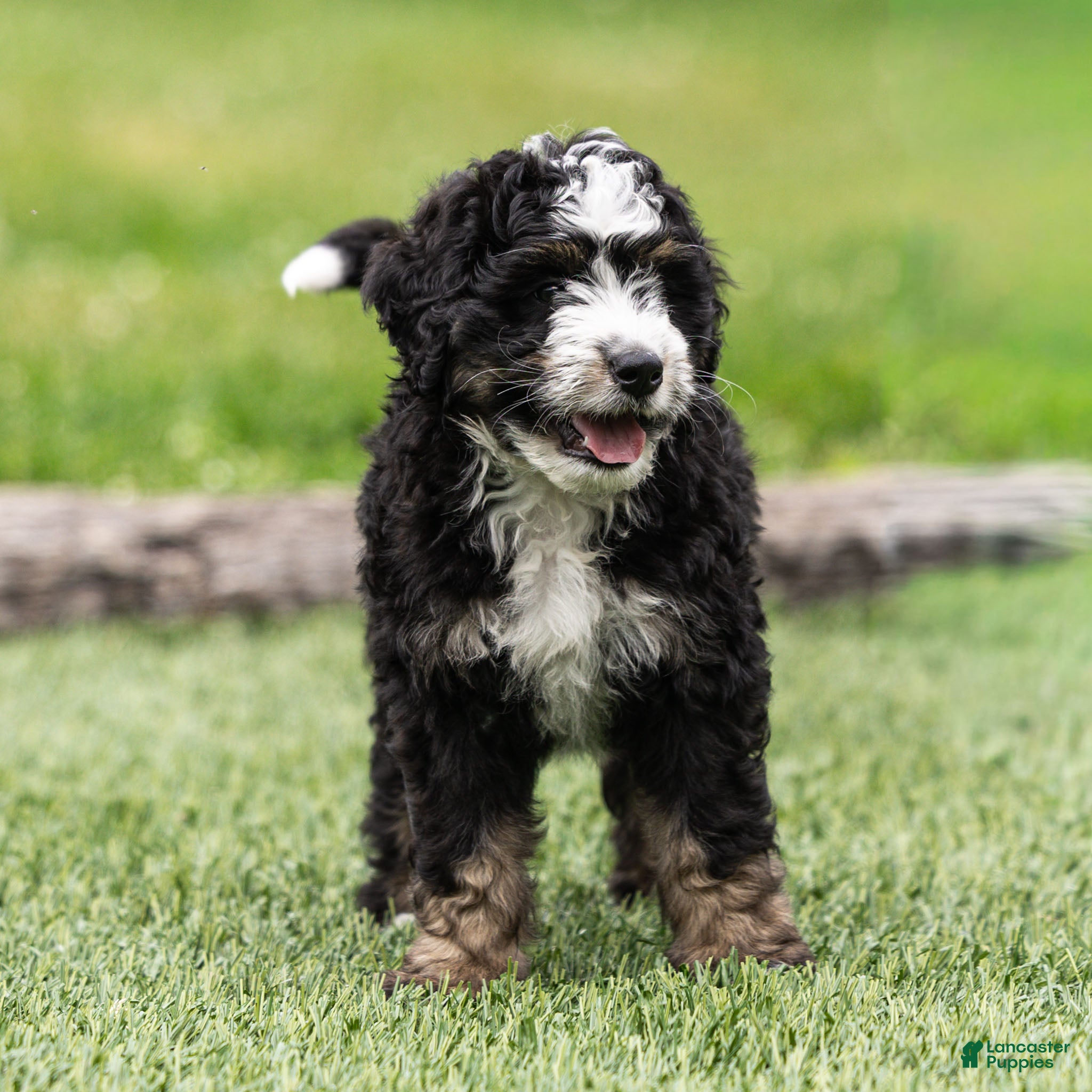 Bernedoodle dogs Brooks Bernedoodle Puppy  - Ad 1