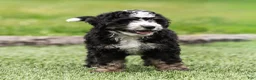 Bernedoodle dogs for sale: Brooks Bernedoodle Puppy  - Ad 5
