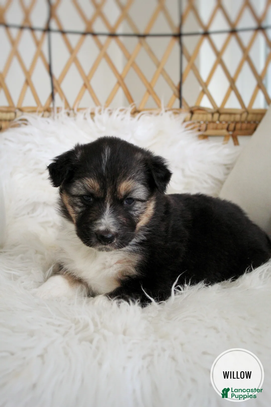Mixed Breed dogs for sale: Remi - Ad 3