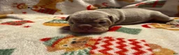 Olde English Bulldogge dogs for sale: Lilac tri male  - Ad 6