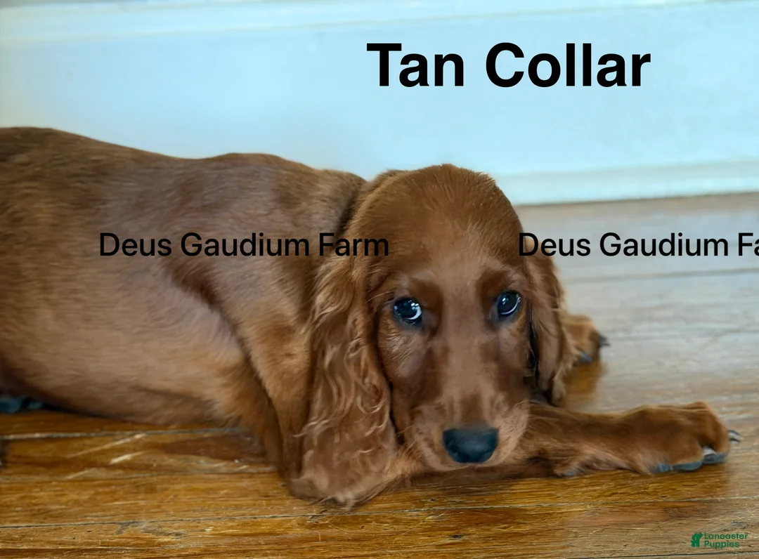 Irish Setter dogs for sale: DunBroch - Ad 1