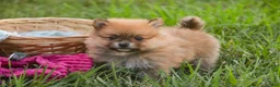 Pomeranian dogs for sale: Bingo Pomeranian  - Ad 8