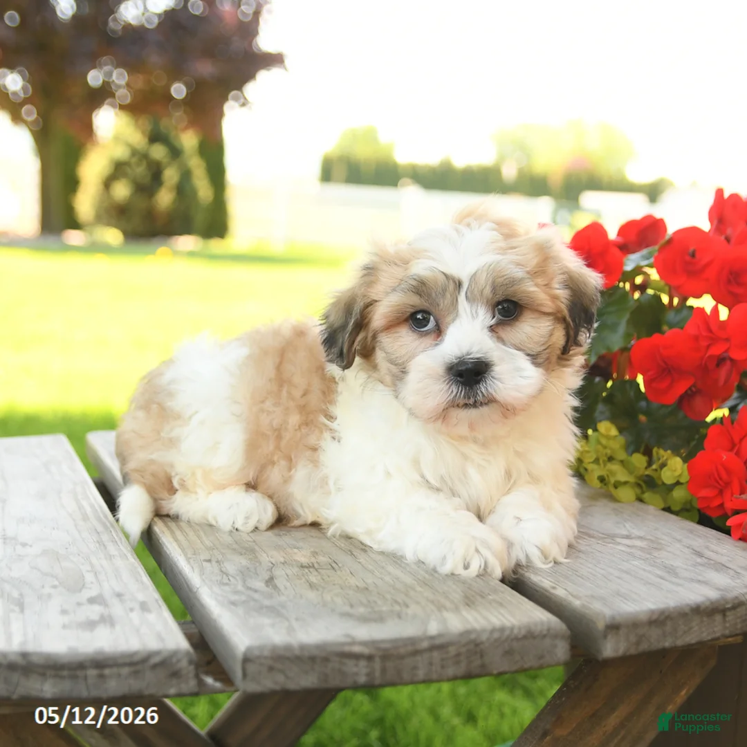 Teddy Bear dogs for sale: Kaison - Ad 2