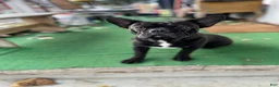 Mixed Breed dogs for sale: Batman - Ad 1