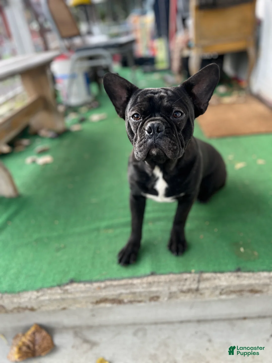 Mixed Breed dogs for sale: Batman - Ad 1
