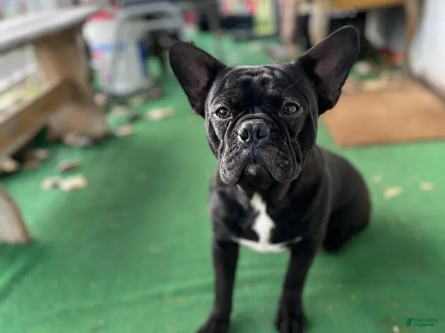 Mixed Breed dogs for sale: Batman - Ad 1
