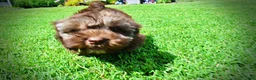 Havapoo dogs for sale: Frisco - Ad 24