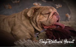 Old English Sheepdog dogs for stud: Skydrives Yoshi - Image 18