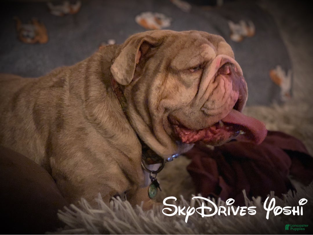 Old English Sheepdog dogs for stud: Skydrives Yoshi - Image 18