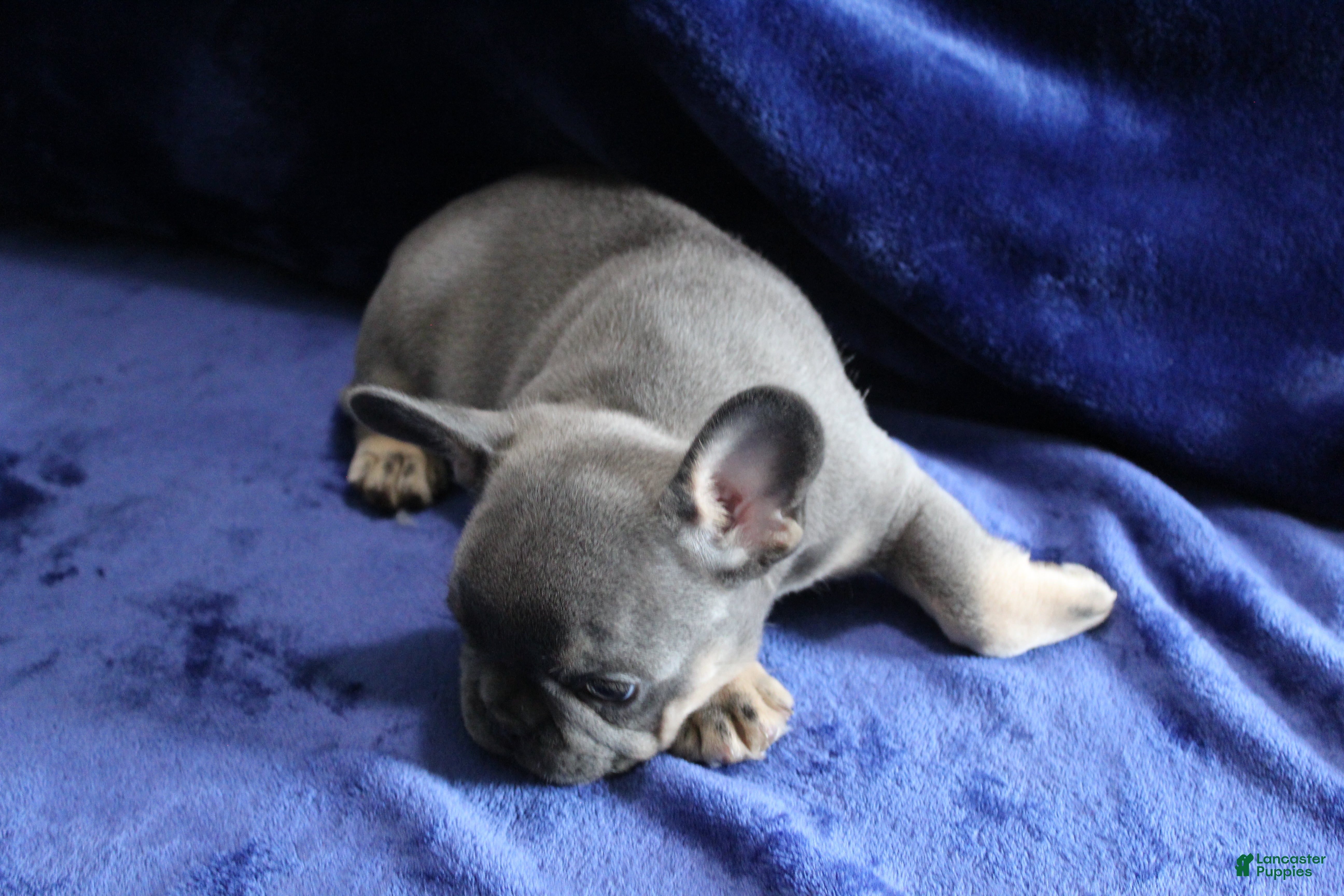 French Bulldog dogs Green_M_2026 - Ad 2